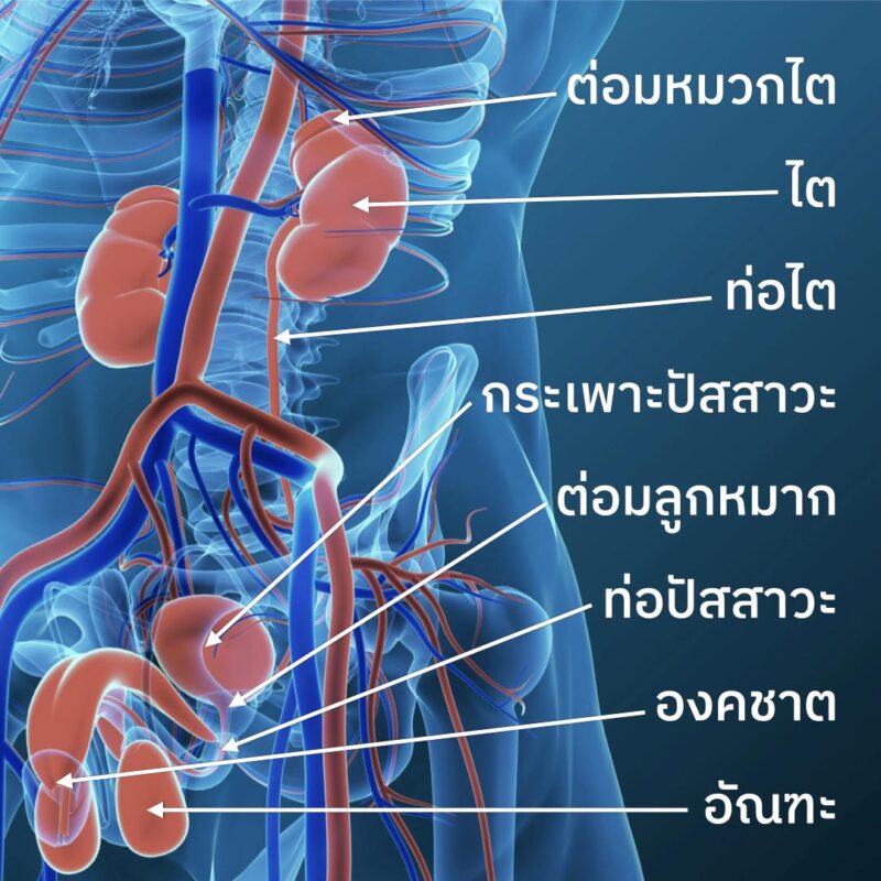 ศัลยศาสตร์ยูโรวิทยาคืออะไร