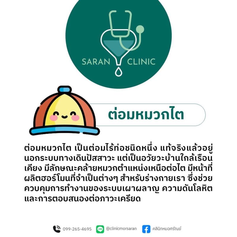 หน้าที่ของต่อมหมวกไต