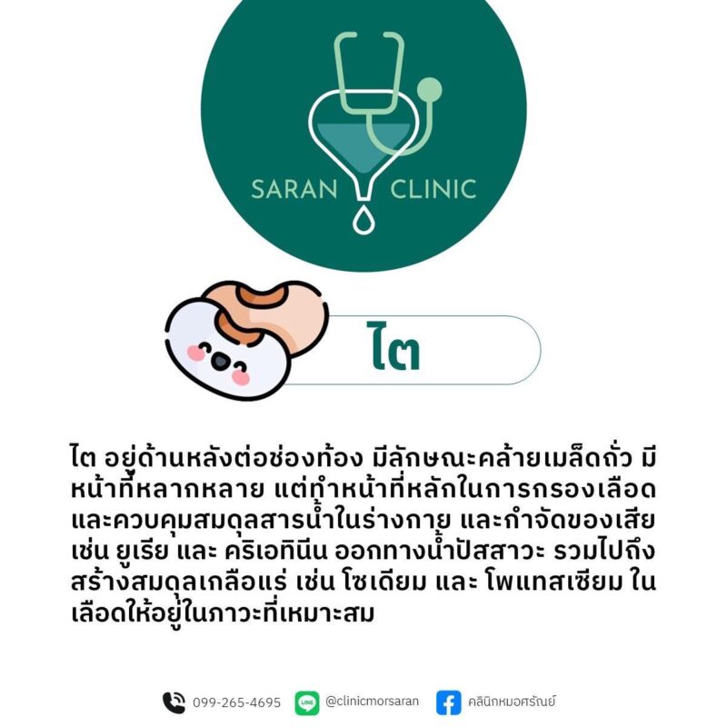 หน้าที่ไต