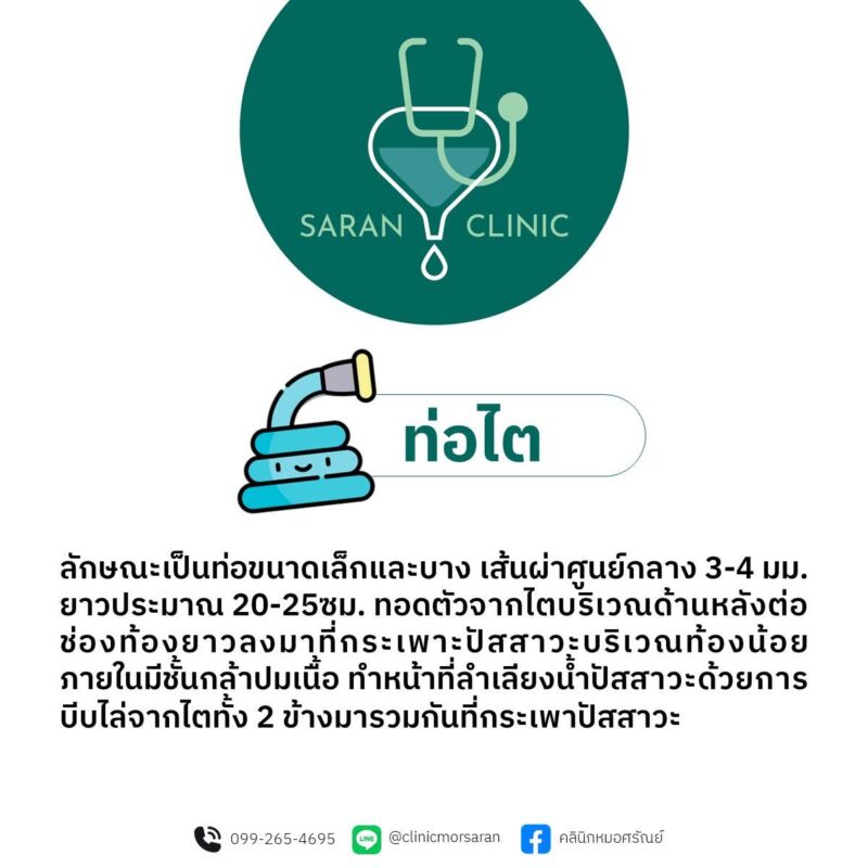 หน้าที่ของท่อไต 