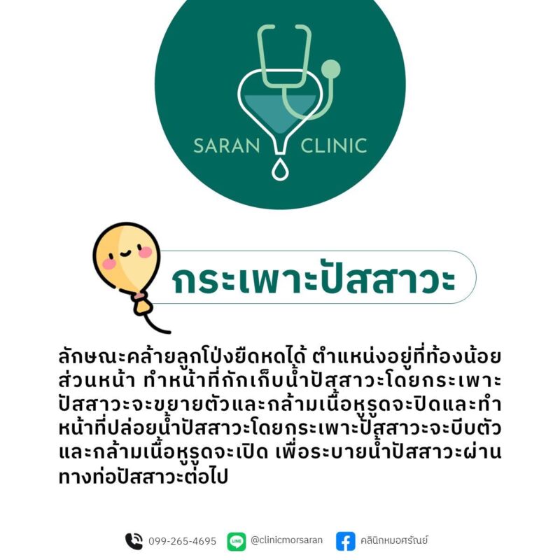 หน้าที่ของกระเพาะปัสสาวะ