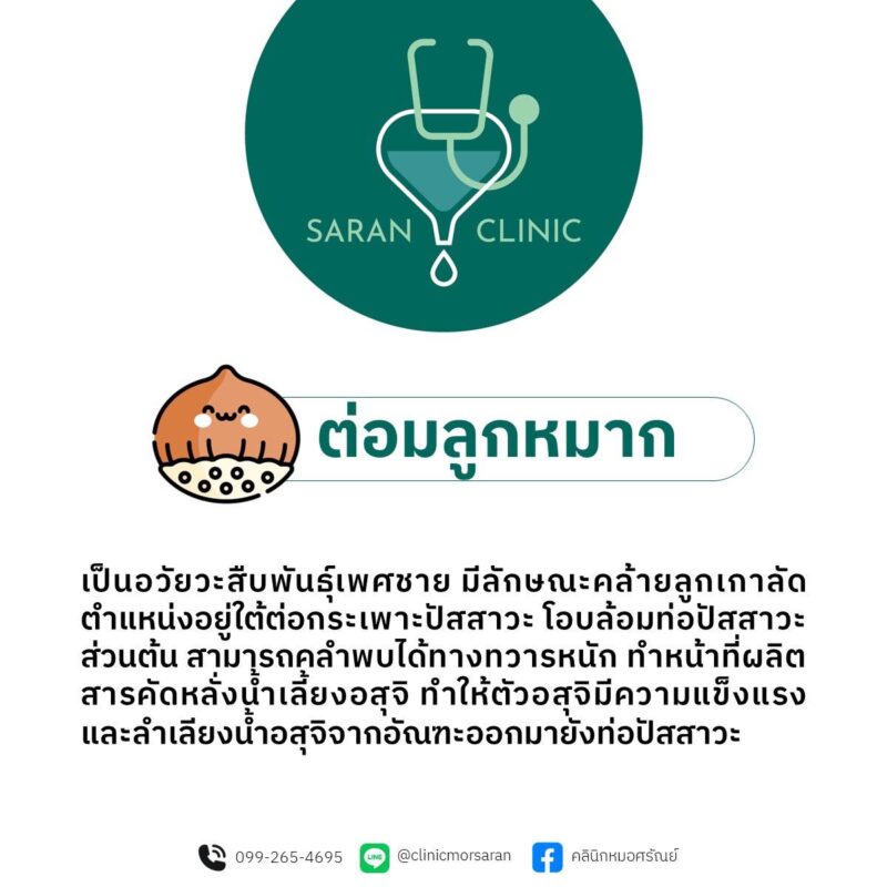 หน้าที่ต่อมลูกหมาก