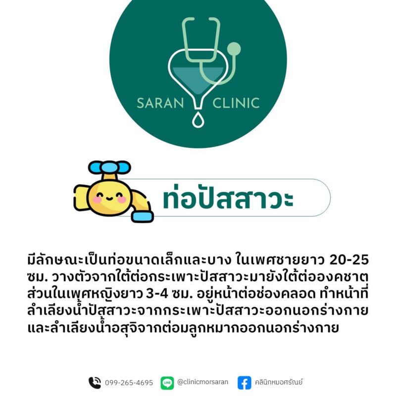 หน้าที่ท่อปัสสาวะ