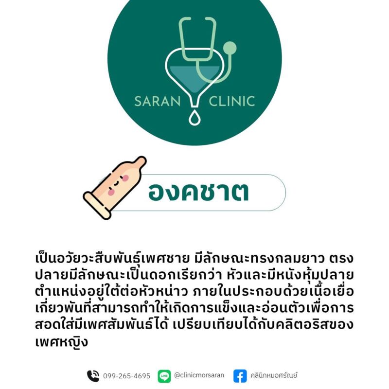 หน้าที่ องคชาต
