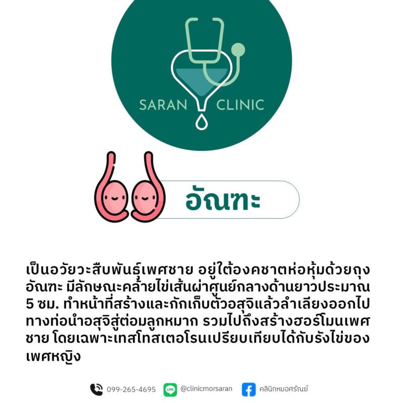 หน้าที่ อัณฑะ