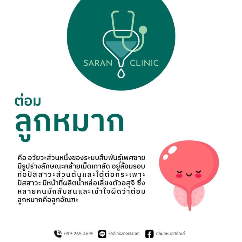 ต่อมลูกหมาก คืออะไร
